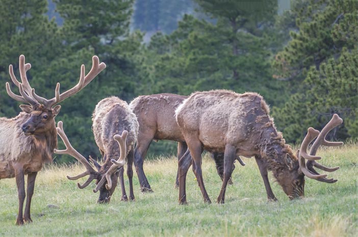 Wild elk standing outside of Harmony Recovery, our young adult substance abuse treatment in Colorado